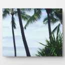 Recherche de palmier plaques Arbres