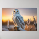 Recherche de hibou neigeux posters Oiseau de proie