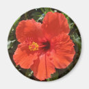 Recherche de ketmie magnets Floral