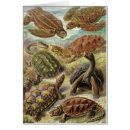 Suche nach chelonia Haeckel