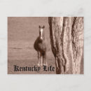 Recherche de kentucky cartes postales Animaux