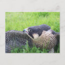 Recherche de pèlerin cartes postales Oiseau