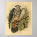 Suche nach kuckuck poster Vogel