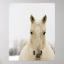 Suche nach pferdebild poster Pferdephotographie