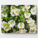 Suche nach kirsche fotoplatten Natur