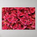 Recherche de coleus posters Rouge