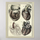 Suche nach herz anatomie poster Anatomisch