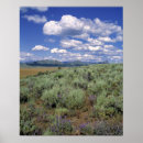 Suche nach lupinen poster Feld