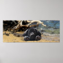 Recherche de labrador retriever posters Puppy
