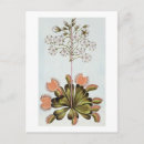 Suche nach venus blume poster Botanisch