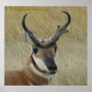 Recherche de antilopes posters Antilocapra americana