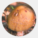 Suche nach wilde pilze aufkleber Waldland