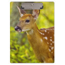 Suche nach weißwedelhirsch Odocoileus virginianus