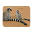 Recherche de lemur magnete Faune