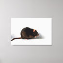 Suche nach ratte leinwandbilder Niedlich