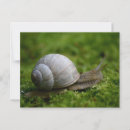Recherche de escargots cartes postales Animal