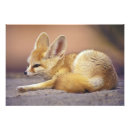 Recherche de le fennec posters Mammifère