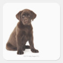 Suche nach schokoladen labrador aufkleber Tiere