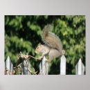 Recherche de écureuil gris posters Imprimer