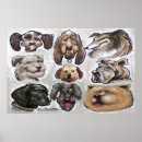 Recherche de compagnon animal posters B