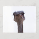 Suche nach die vögel flyer Süß