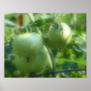 Suche nach grüne tomaten poster Gemüse