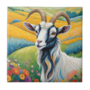 Recherche de chèvre carreaux Animal