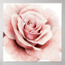 Suche nach rosa rosen poster Botanisch