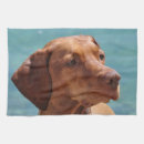 Suche nach schwarzer hund geschirr tücher Katze