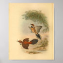Recherche de oiseau vintage posters Ornithologie