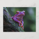 Suche nach baumfrosch postkarten Froschliebhaber