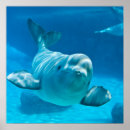 Suche nach beluga whale poster Niedlich