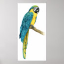Recherche de ara d art Animaux