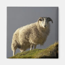 Suche nach isle of skye magnete Trotternish halbinsel
