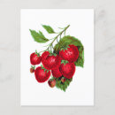 Suche nach vintage botanicals postkarten Illustration