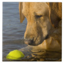Suche nach tennisball fliesen Hund