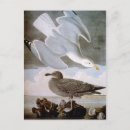 Recherche de harengs cartes postales Oiseau