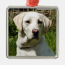 Suche nach labrador ornamente Niedlich