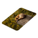 Recherche de dormant magnets Renard