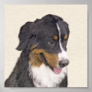 Recherche de sennenhund posters Berner