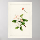 Recherche de fleur de pomme art Malus