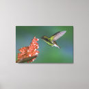 Suche nach kolibri leinwandbilder Vogel