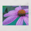 Suche nach wassertropfen postkarten Blüte