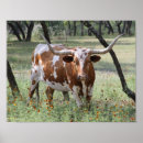 Suche nach longhorn poster Austin