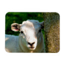 Recherche de agneaux magnets Animaux de ferme