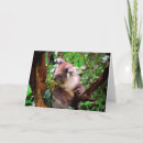 Suche nach koala bear karten Koalgebär