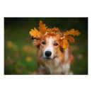 Recherche de chien de colley posters Border collie