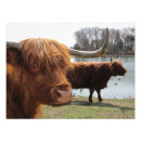 Suche nach highland cattle poster Rinder
