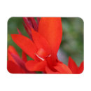 Recherche de lis magnets Fleur