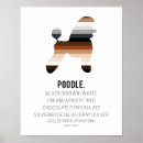 Recherche de le caniche standard posters Animal de compagnie